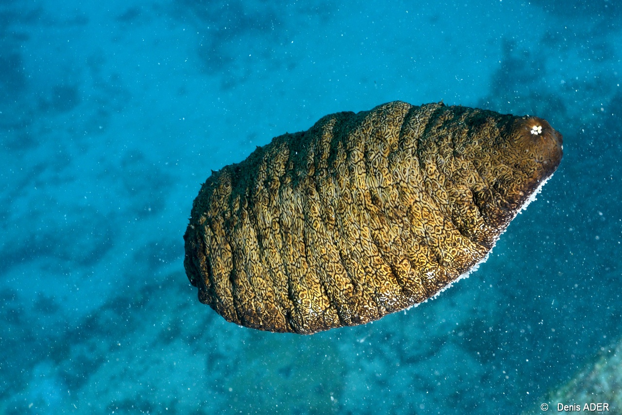 Actinopyga mauritiana Holothurie des brisants-Monkey Island Curieuse-5m-20190614-Denis-ADER-DSC_9822_tn.jpg